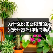 为什么说冬雪限定的大兴安岭雾凇和喀纳斯湖,才是性价比最高的冰雪旅行?(图3) 为什么说冬雪限定的大兴安岭雾凇和喀纳斯湖,才是性价比最高的冰雪旅行?(图3)