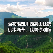 夏花限定川西高山杜鹃俄木塘草，我劝你别瞎跟风