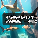哥斯达黎加蒙特沃德云雾森林吊桥:一种被过度渲染的体验?(图2) 哥斯达黎加蒙特沃德云雾森林吊桥:一种被过度渲染的体验?(图2)