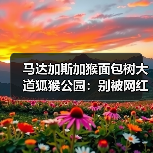 马达加斯加猴面包树大道狐猴公园:别被网红图骗了,这3个坑80%的人踩过(图1) 马达加斯加猴面包树大道狐猴公园:别被网红图骗了,这3个坑80%的人踩过(图1)