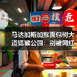 马达加斯加猴面包树大道狐猴公园:别被网红图骗了,这3个坑80%的人踩过(图2) 马达加斯加猴面包树大道狐猴公园:别被网红图骗了,这3个坑80%的人踩过(图2)