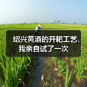 绍兴黄酒的开耙工艺,我亲自试了一次(图1) 绍兴黄酒的开耙工艺,我亲自试了一次(图1)