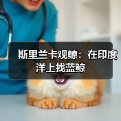 斯里兰卡观鲸：在印度洋上找蓝鲸（图4）