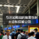 马达加斯加的猴面包树大道和狐猴公园(图3) 马达加斯加的猴面包树大道和狐猴公园(图3)