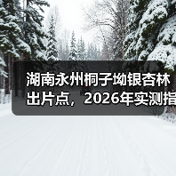 湖南永州桐子坳银杏林出片点,2026年实测指南(图1) 湖南永州桐子坳银杏林出片点,2026年实测指南(图1)