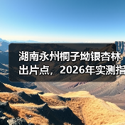 湖南永州桐子坳银杏林出片点,2026年实测指南(图3) 湖南永州桐子坳银杏林出片点,2026年实测指南(图3)