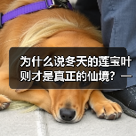 为什么说冬天的莲宝叶则才是真正的仙境?一个普通游客的踩坑实录(图2) 为什么说冬天的莲宝叶则才是真正的仙境?一个普通游客的踩坑实录(图2)