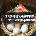 加榜梯田四月灌水倒影,为什么你拍不出那种镜面感?(图1) 加榜梯田四月灌水倒影,为什么你拍不出那种镜面感?(图1)