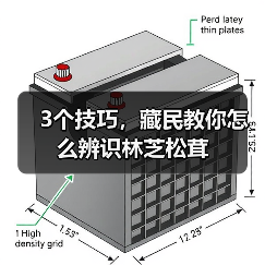 3个技巧，藏民教你怎么辨识林芝松茸（图2）