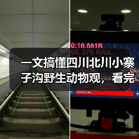 一文搞懂四川北川小寨子沟野生动物观,看完少走3年弯路(图4) 一文搞懂四川北川小寨子沟野生动物观,看完少走3年弯路(图4)