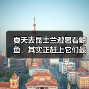 夏天去昆士兰避暑看鲸鱼,其实正赶上它们最忙的时候(图2) 夏天去昆士兰避暑看鲸鱼,其实正赶上它们最忙的时候(图2)