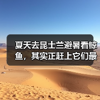 夏天去昆士兰避暑看鲸鱼,其实正赶上它们最忙的时候(图1) 夏天去昆士兰避暑看鲸鱼,其实正赶上它们最忙的时候(图1)