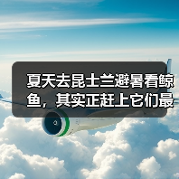 夏天去昆士兰避暑看鲸鱼,其实正赶上它们最忙的时候(图3) 夏天去昆士兰避暑看鲸鱼,其实正赶上它们最忙的时候(图3)
