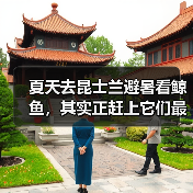 夏天去昆士兰避暑看鲸鱼,其实正赶上它们最忙的时候(图4) 夏天去昆士兰避暑看鲸鱼,其实正赶上它们最忙的时候(图4)