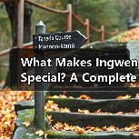 What Makes Ingwen Special? A Complete First-Timer’s Travel Guide to Ingwen(图4) What Makes Ingwen Special? A Complete First-Timer’s Travel Guide to Ingwen(图4)